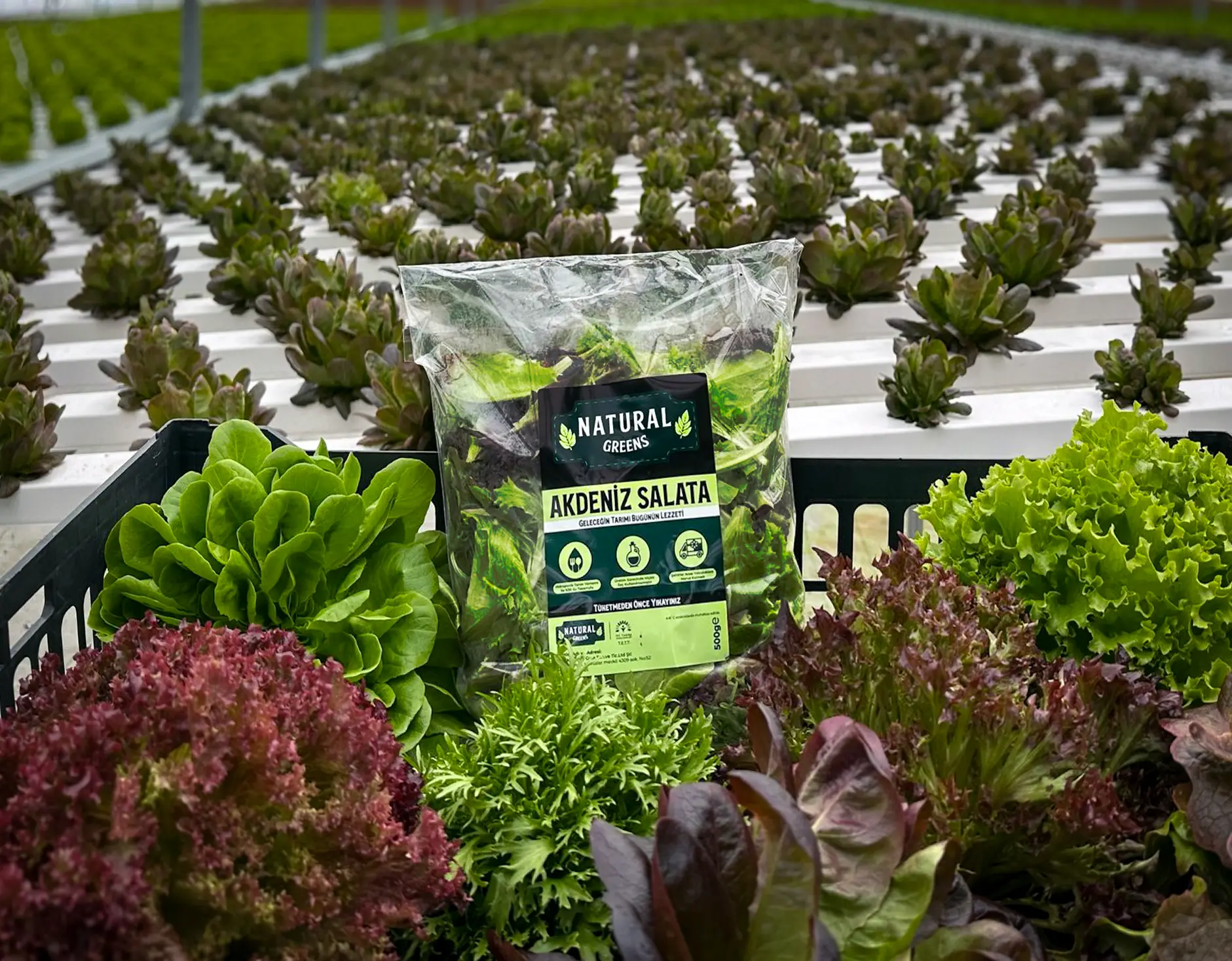 Natural Greens Akdeniz ve Maskolin salata yeşillikleri
