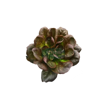 Köküyle yaşayan Kırmızı Gül Marul — pestisitsiz, topraksız tarım ile yetiştirilen taze Natural Greens yeşilliği