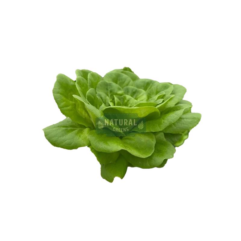 Köküyle yaşayan Yeşil Gül Marul — pestisitsiz, topraksız tarım ile yetiştirilen taze Natural Greens yeşilliği